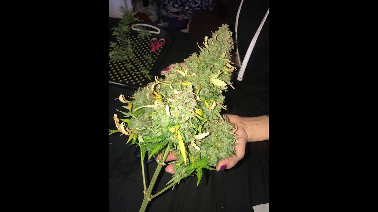 Seed To Harvest: Auto Chem OG by Oasis Genetics