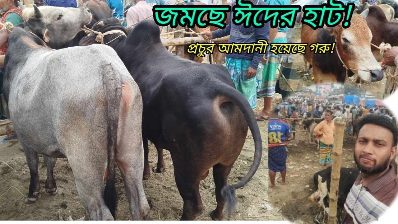 @আজ ১১ মার্চ ২০২৬ || কুরবানির ঈদের মতো আমদানী গরু || কিন্তু বেচাকেনা একে বারেই কম! বরমী বাজার হাট