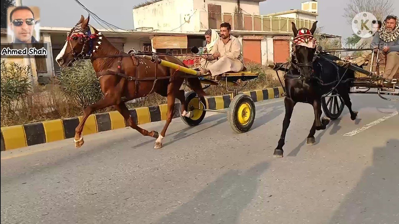 Malang horse And kala badshah horse|Racer horse in punjab|juma tray gurgushti|AHMED SHAH|4.12.2020