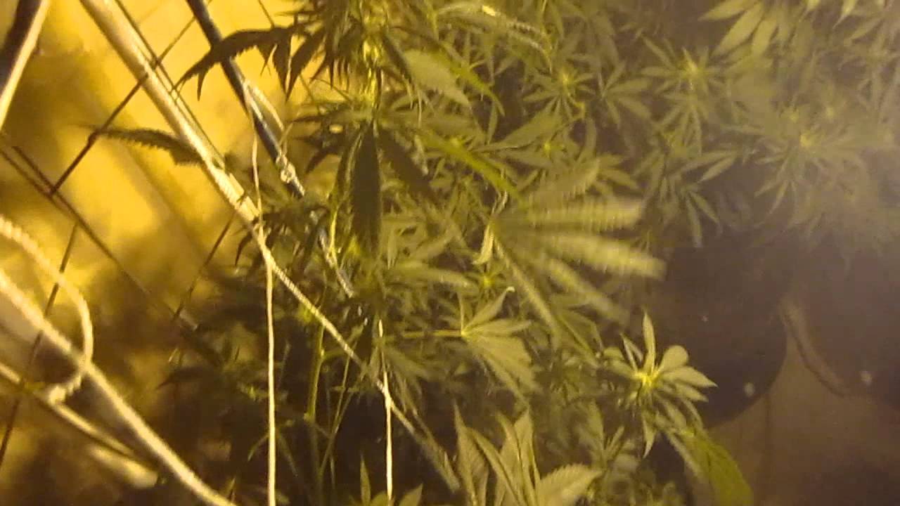 vertical scrog day 40, day 15