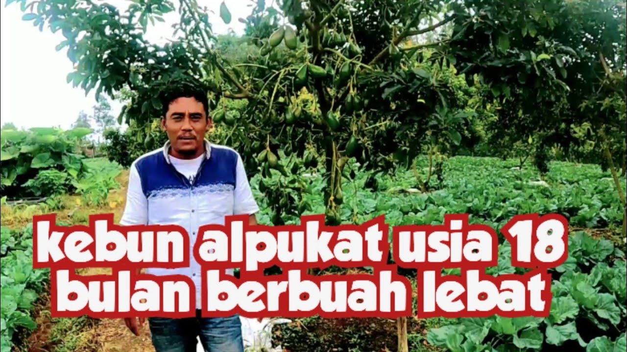 Kebun Alpukat Siger usia 18 bulan terhebat sepanjang sejarah