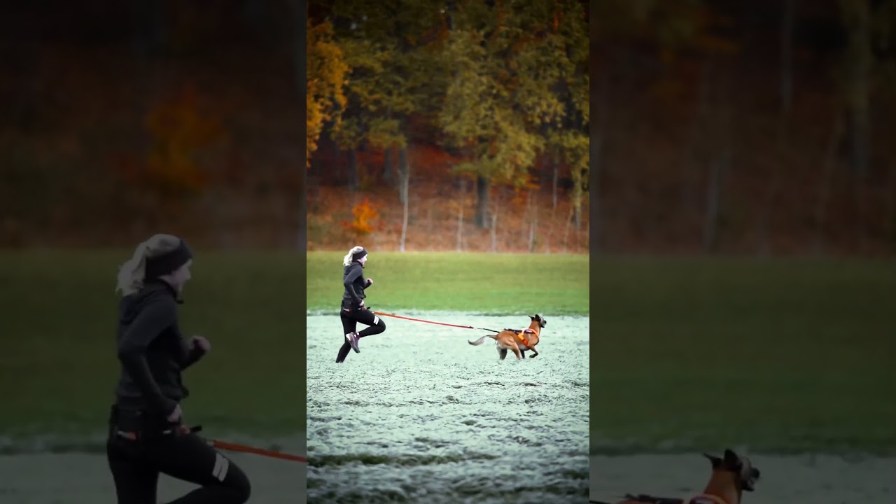 Golden run - CANICROSS in autumn 🐕🏃💨