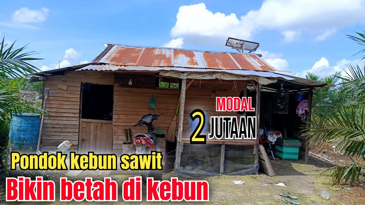 Suasana pondok kebun sawit bikin betah di kebun