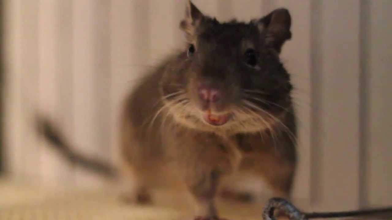 Degu - warning for danger