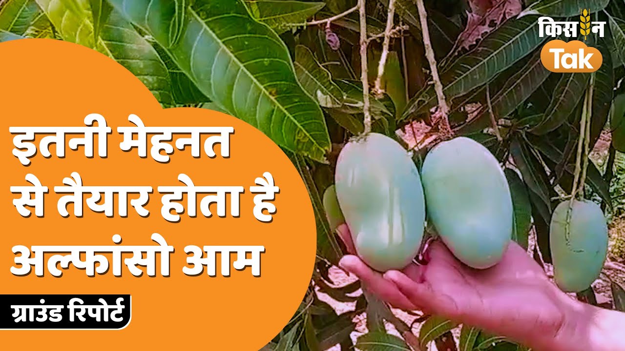 Alphonso Mango: कड़ी मेहनत का नतीजा है देश का सबसे महंगा आम अल्फांसो  | Kisan Tak