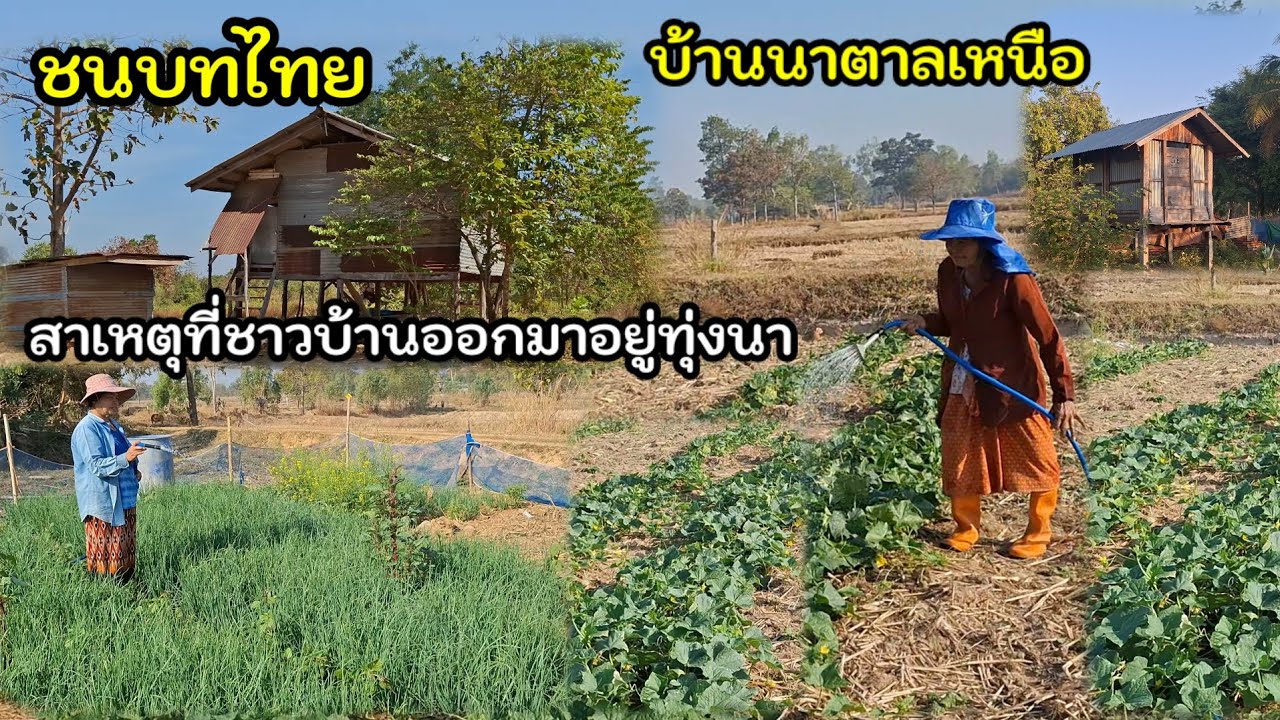 อ้ายเก่งพาเลาะบ้าน EP8 ชาวบ้านนาตาลเหนือ ออกมาอยู่ตามทุ่งนา สะดวกต่อการเลี้ยงสัตว์ ทำไร่ทำสวน