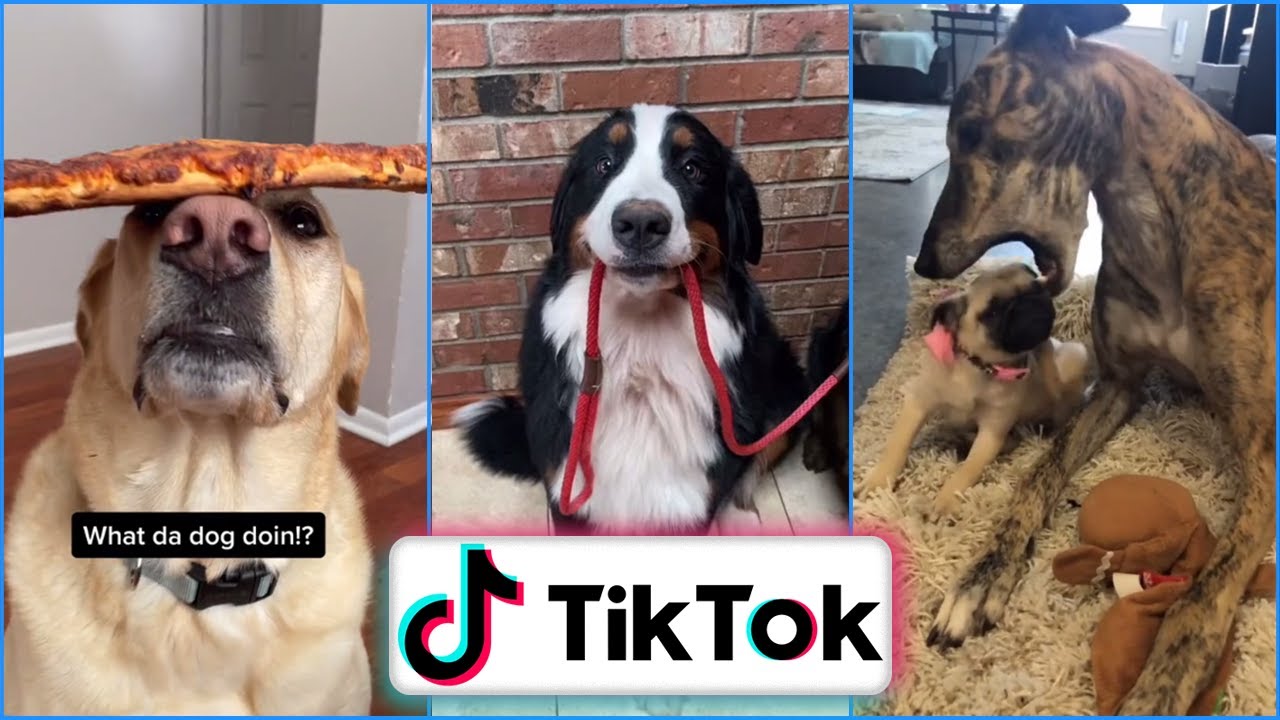 Trending Dogs of Tiktok and Instagram Reels | Funniest and Cutest Dogs Compilation