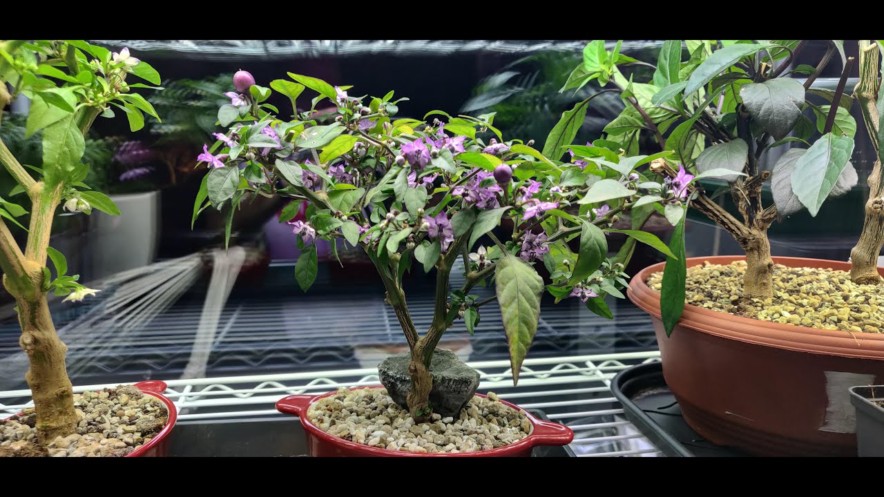 Chili überwintern als Bonchi