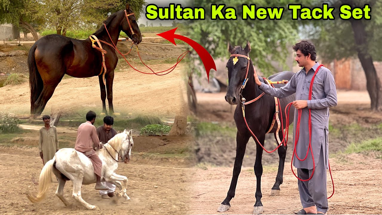 Sultan Ko New Horse Set Pehna Dia 🎠 || Shery Ki Zaberdast Training 😍