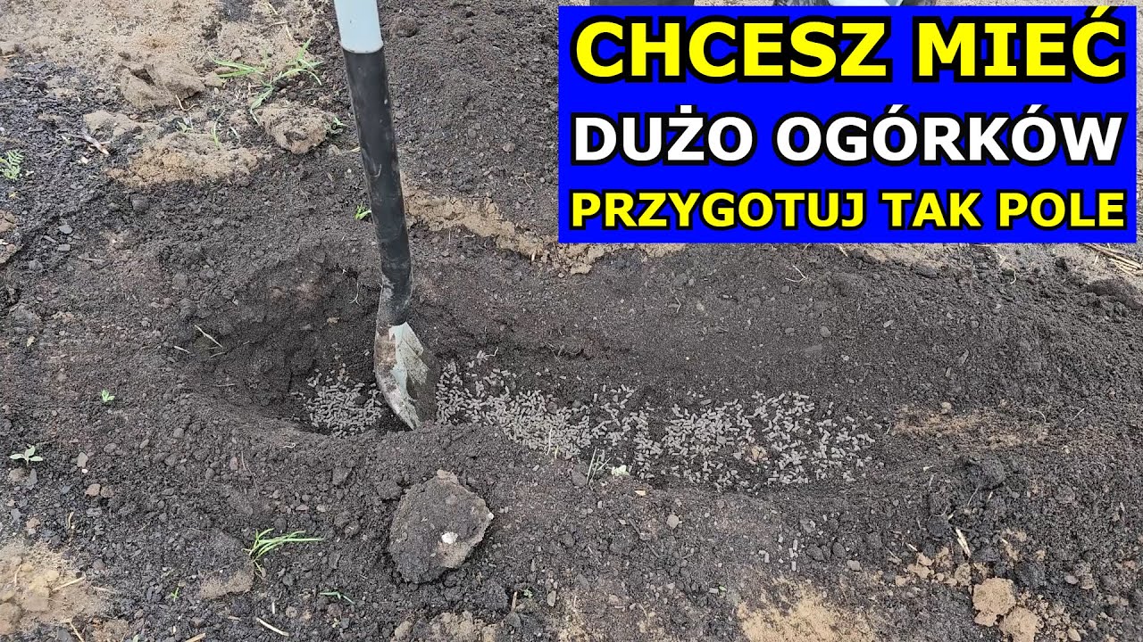 Chcesz mieć DUŻO OGÓRKÓW - Przygotuj tak Poletko. Jak uprawiać Ogórek gruntowy Gleba pod Ogórki 2025