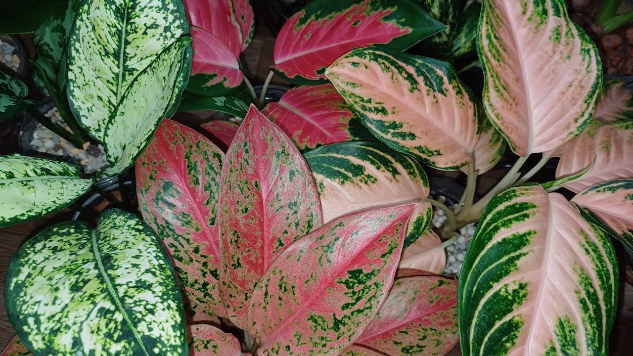 Обзор моих комнатных растений🌸☘️🌸🍀🌸 Аглаонемы и компания😁