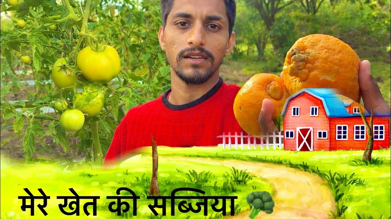 मेरे खेत की सब्जिया और फसले 🥦🙏🏻