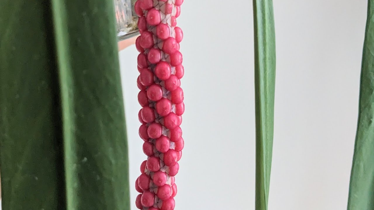 Anthurium Vittarifolium Berry Harvesting