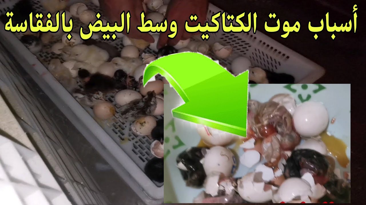 أسباب موت الكتاكيت وسط البيض بالفقاسة للمبتدئين
