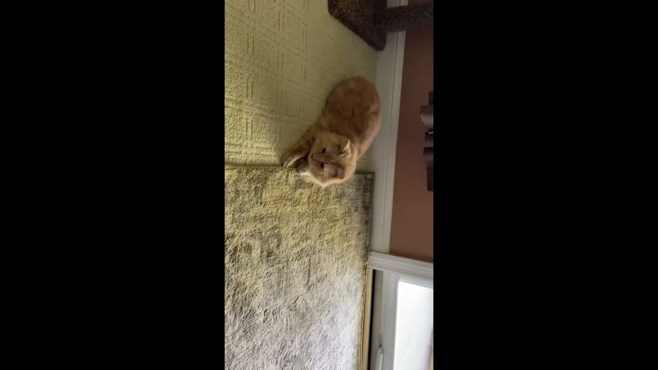 Cats react to big mouth billy bass (read desc)