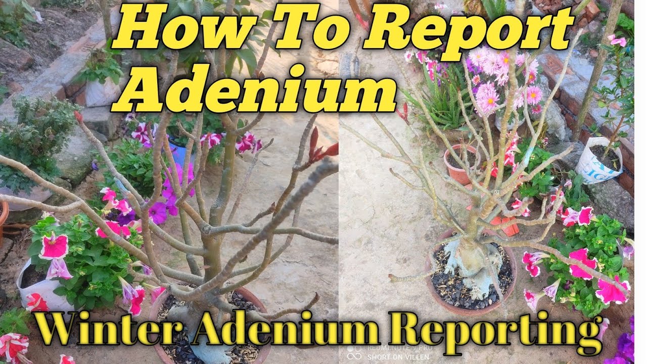 How To Report Adenium In February || Winter Main Adenium Kaisa Report Kare || #flowers #viral #love 