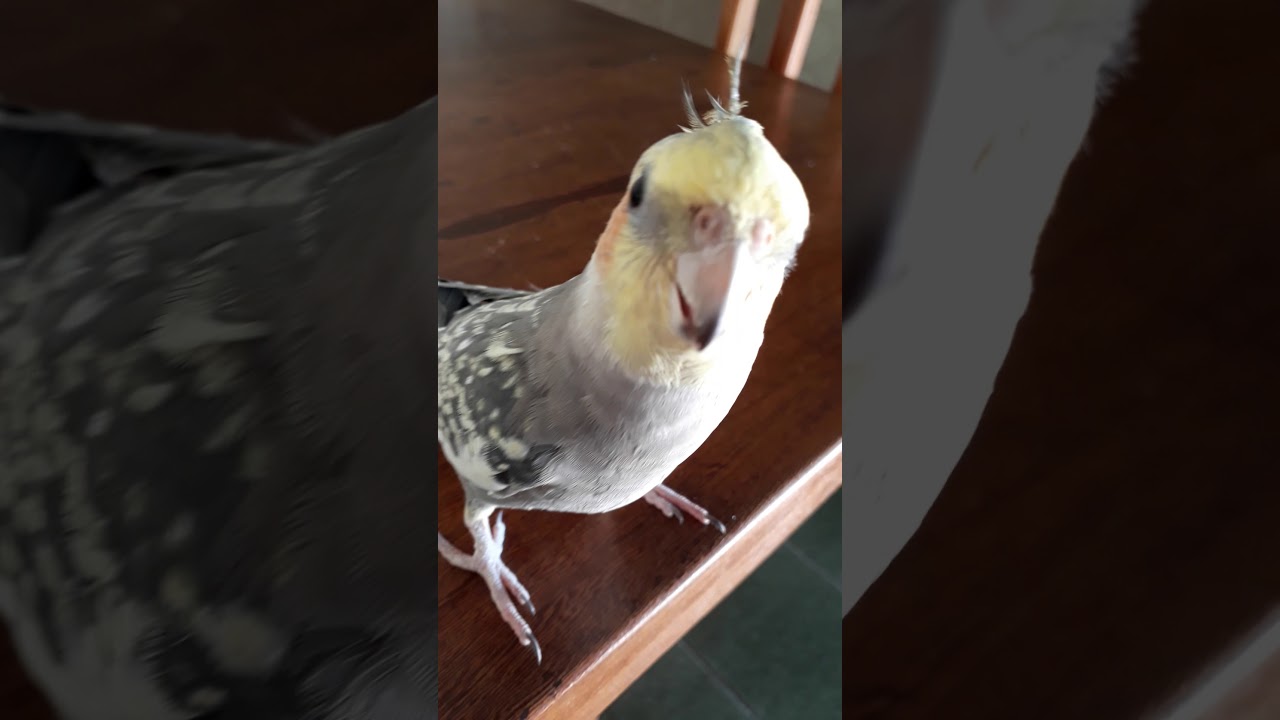 Calopsita inteligente!! Neném cantando parabéns, música da família Adams, iruu e bom dia!!