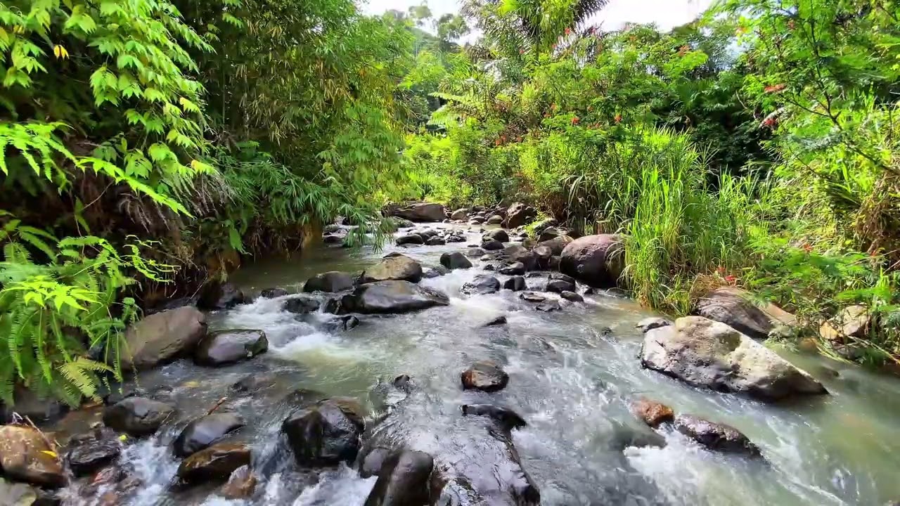 🌿 Stress Melts Away 💦 Natural River Therapy For Calm
