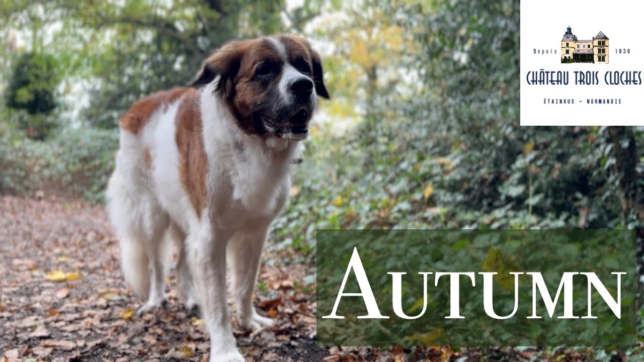 How to clear leaves at a Chateau! And an important update!