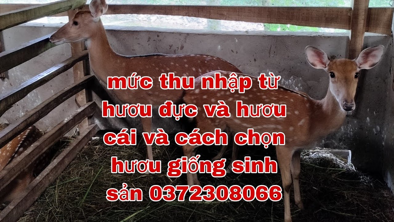 cách chăn nuôi hươu sao hiệu quả va lợi nhuận thu về từ hươu sao mỗi năm lh 0372308066
