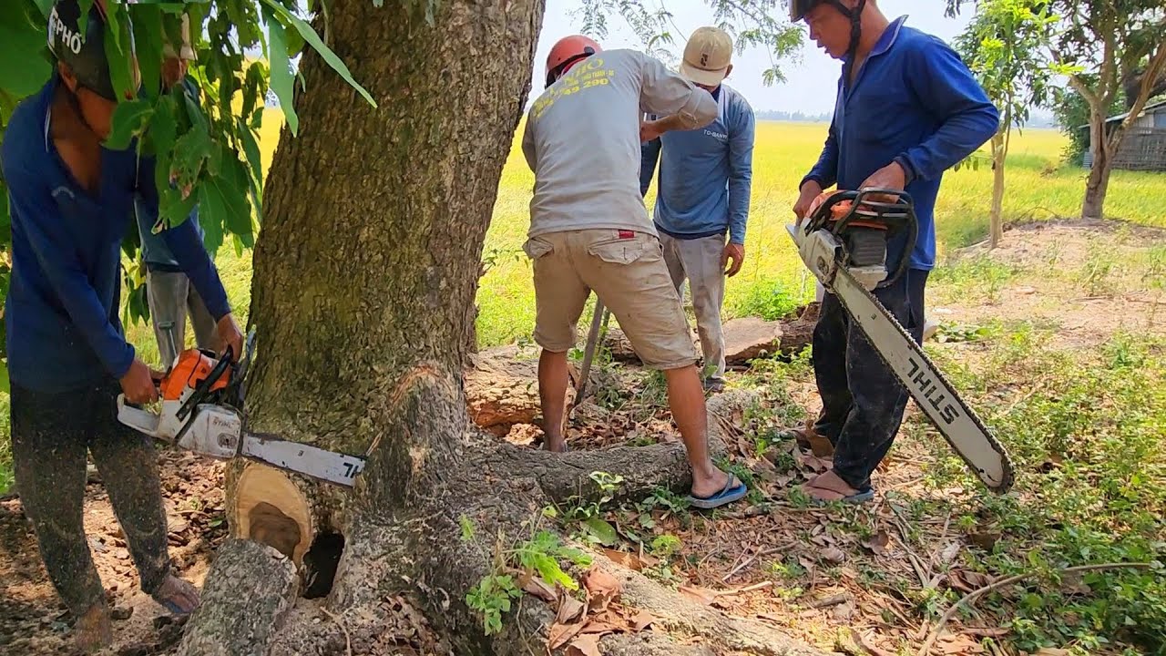 Stihl Ms382 vs Ms250 chainsaws cut down Trembesi trees in rice fields | T377