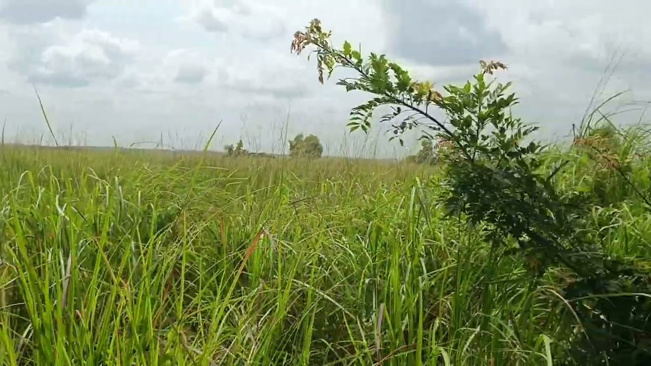 10hectares à vendre dans c/de maluku   village ndaku pembe 1500$ à discuter pr Ha +243810217497