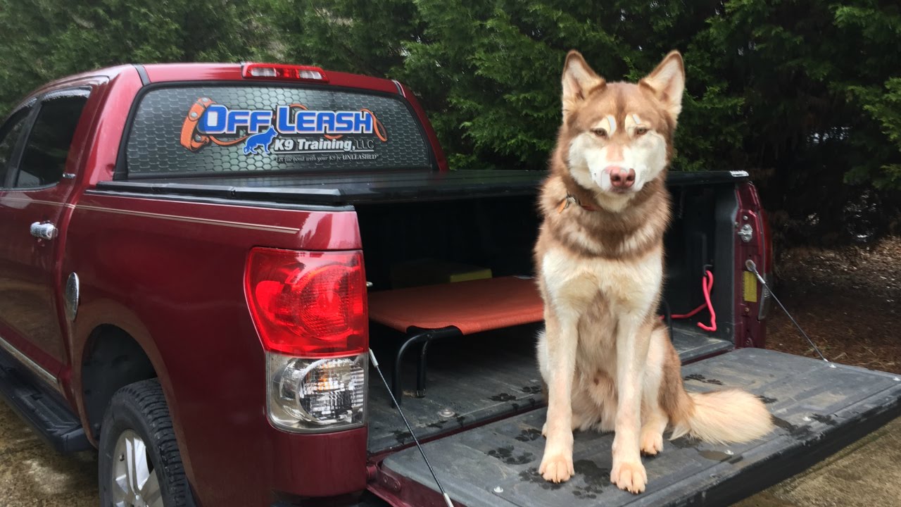 2 Year Old Husky 