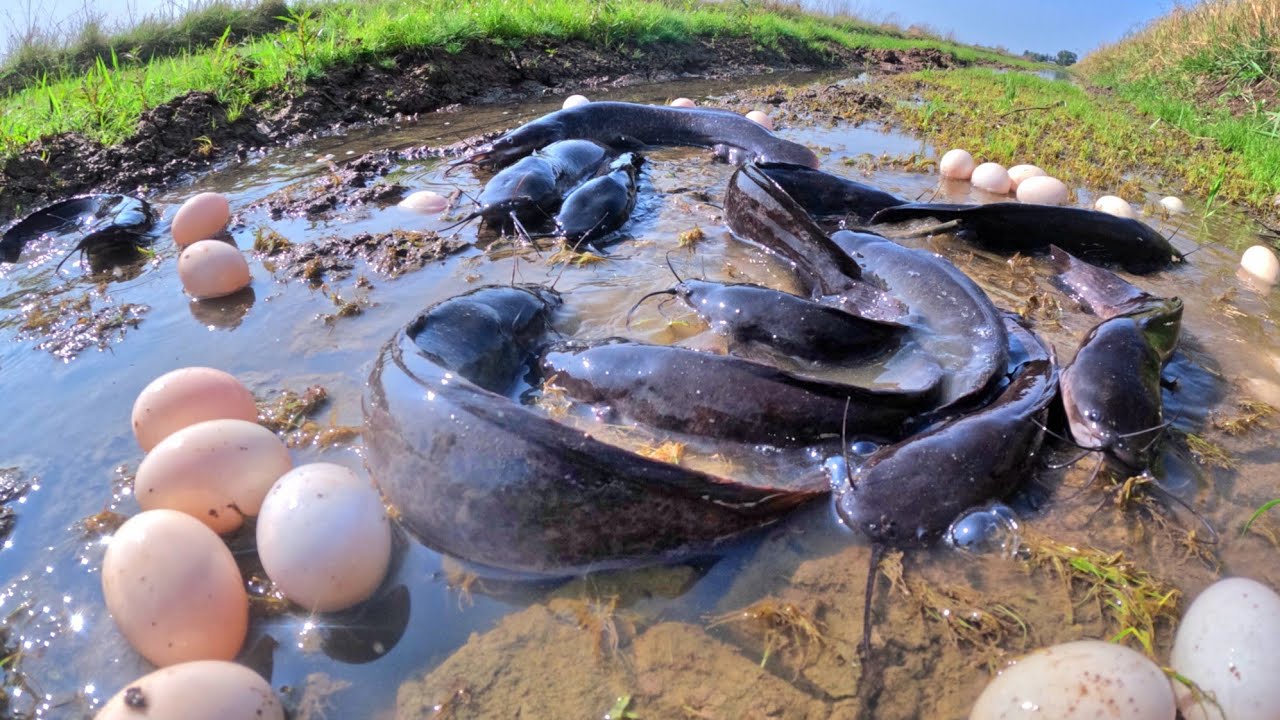 wow best hand fishing, pick duck eggs in the rice field and catch  a lot of fish
