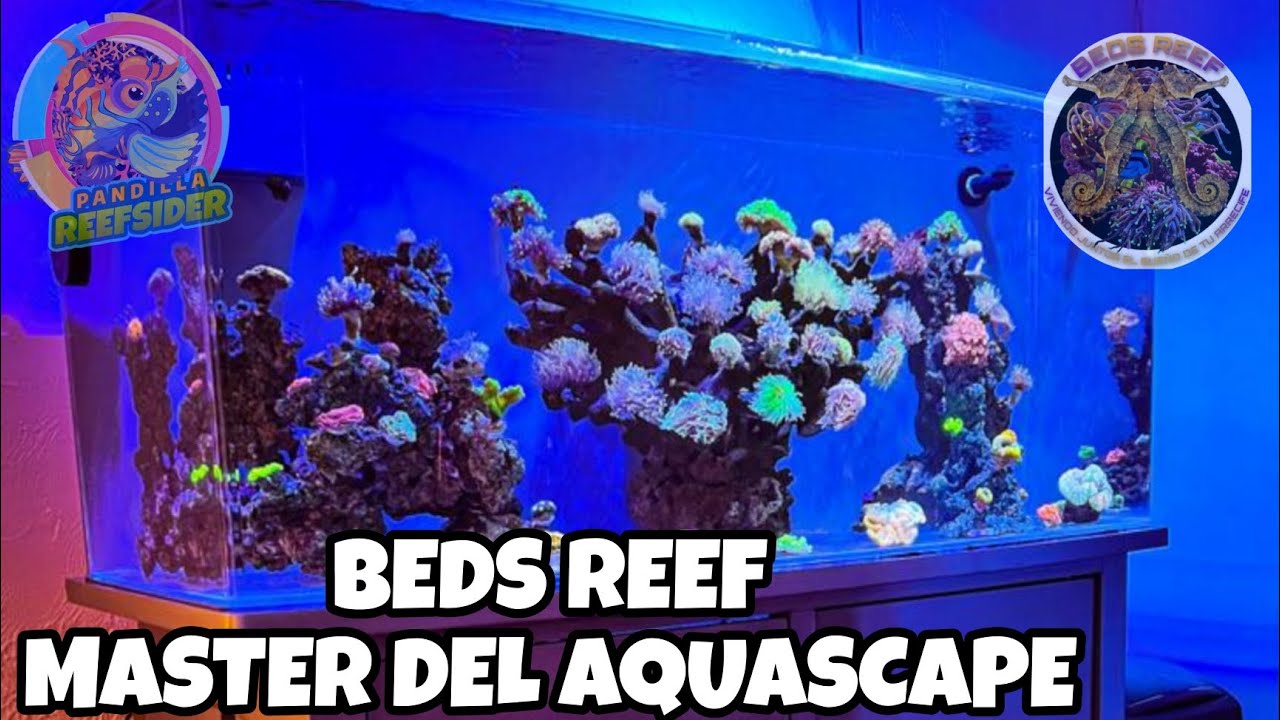UN HERMOSO ACUARIO DE EUPHILLIAS (BEDS REEF [BERNARDO]EL MAESTRO DEL AQUASCAPE)