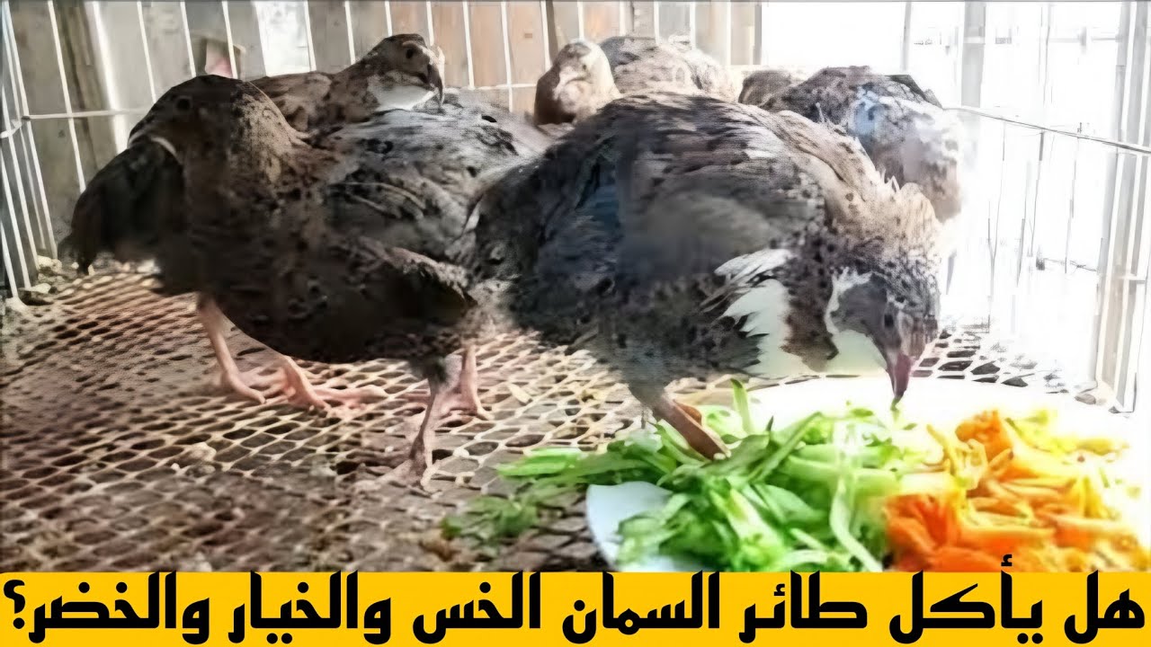 هل يأكل طائر السمان الخس والخيار والخضروات؟ فوائد ومخاطر الخضروات للسمان .
