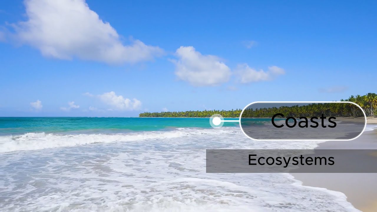 IGCSE Geography - Coastal Ecosystems