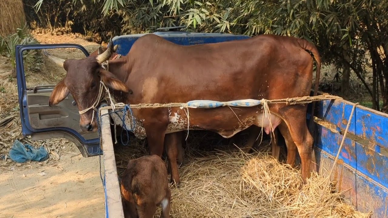 আজ ১৭/০২/২০২৬ মঙ্গলবার || বেশ কিছু হাই কোয়ালিটি গাভী বাছুর পাঠালাম যশোর ও পিরোজপুর #নওগাঁ 