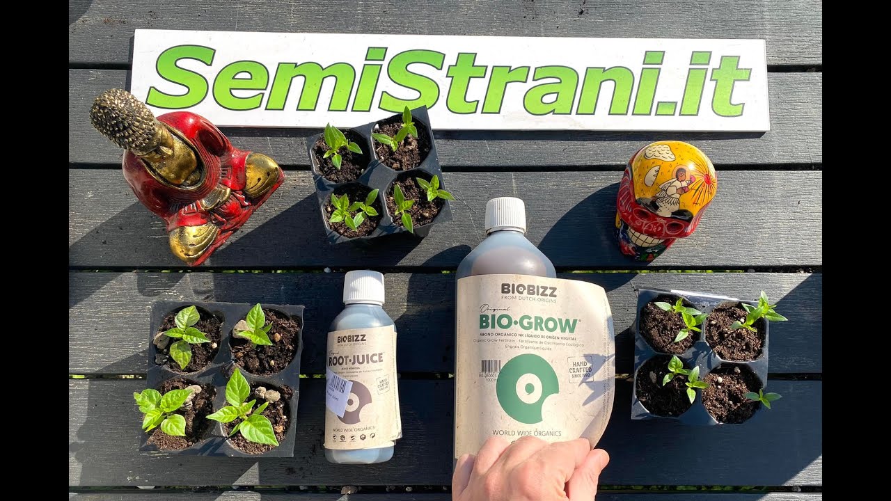SemiStrani.it - Come usare il Fertilizzante Bio Biogrow e Radicante Root Juice con i Peperoncini