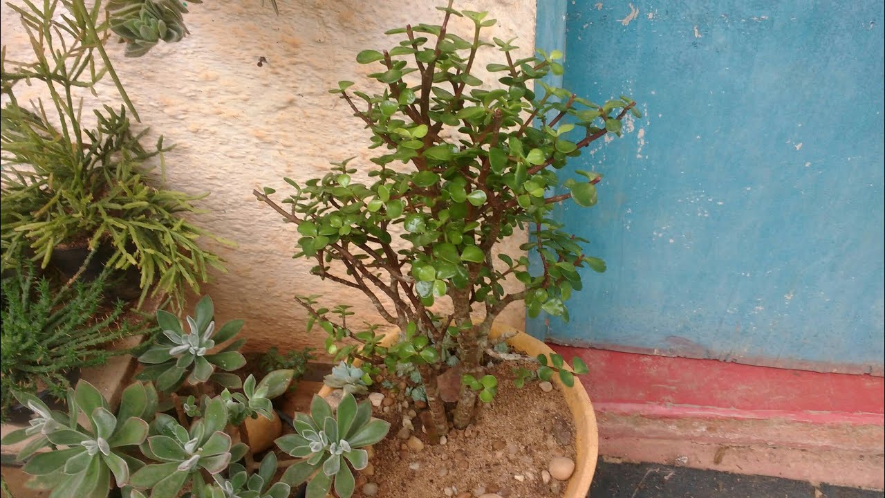 Como fazer poda e mudas / portulacaria afra