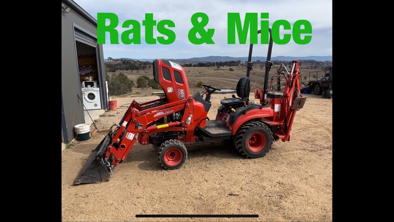 Rats & Mice