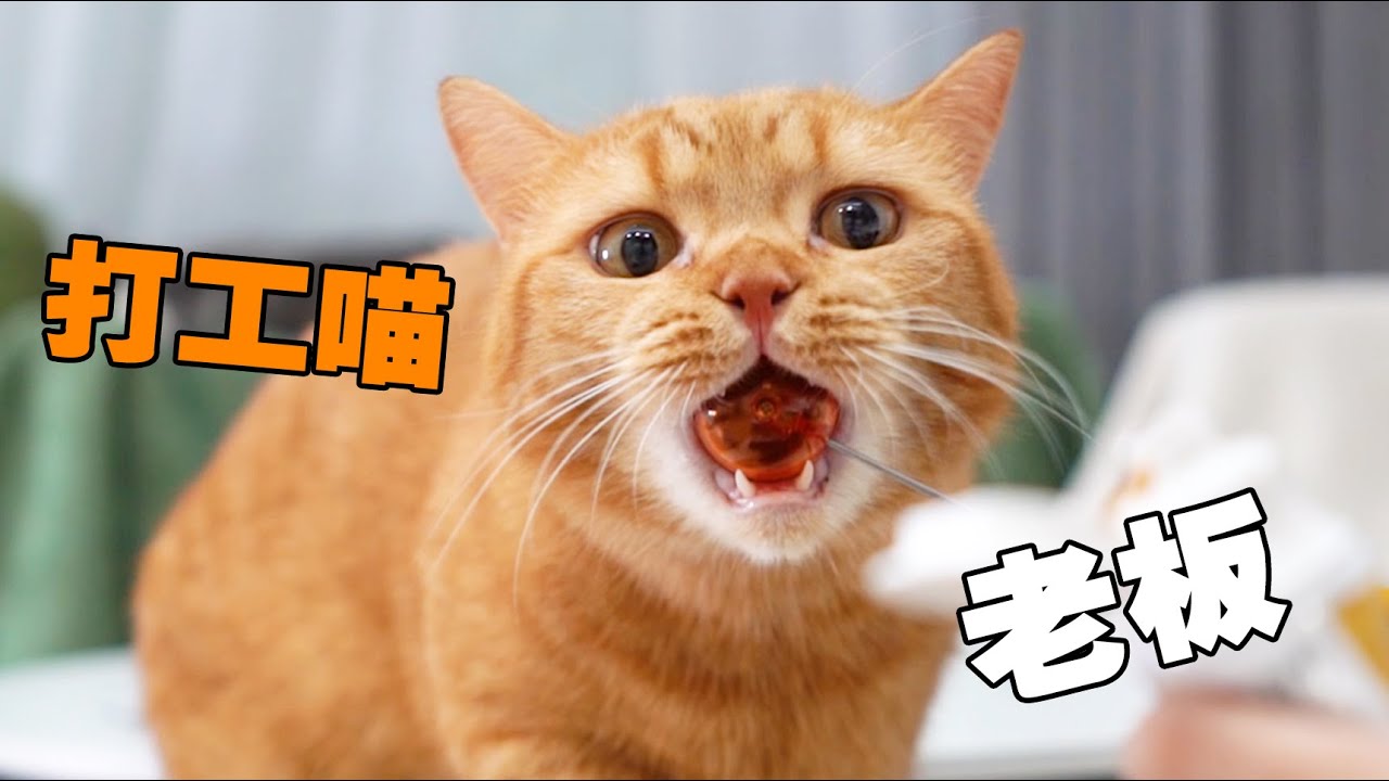 【喵来啦】这是假猫吧！一分钟学会握手，狗子学傻了！