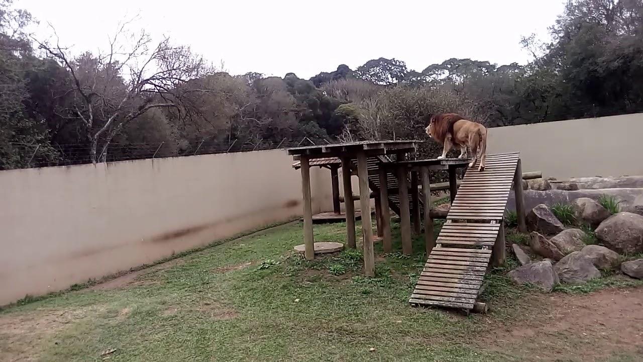 Leão rugindo no zoo de Curitiba/Brasil