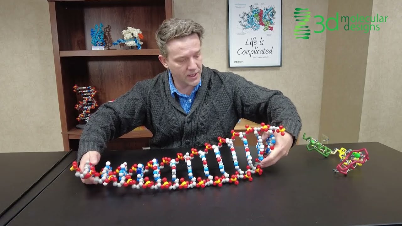 DNA Day - How Dynamic is DNA?