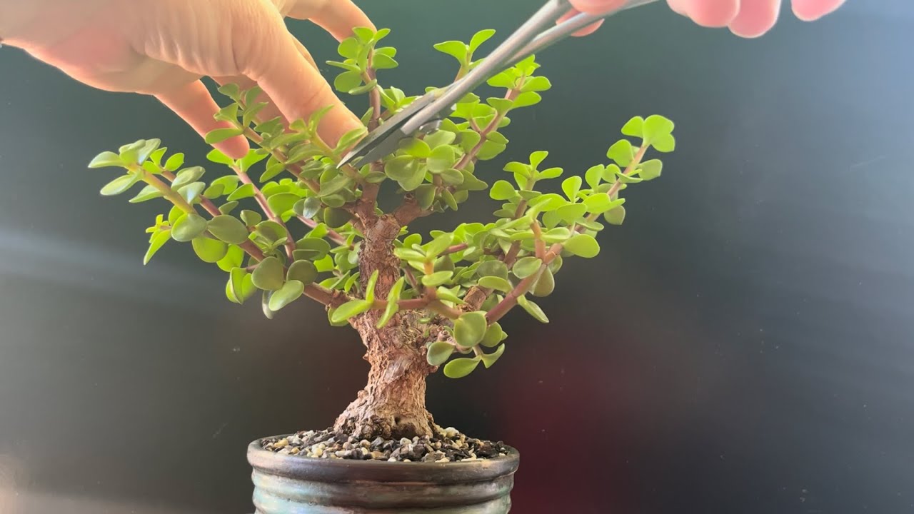 Frank Yee Cork Bark Dwarf Jade Bonsai Maintenance Pruning on my “Oak Tree”