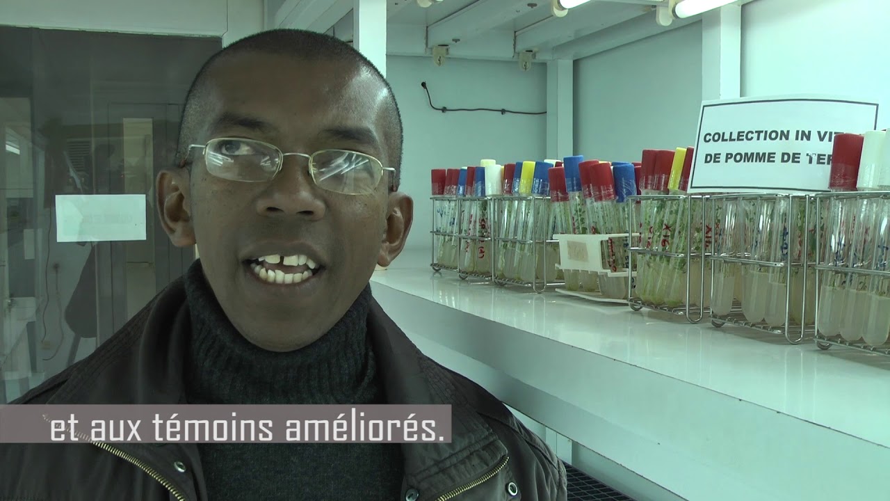La filière de pomme de terre à Madagascar face à Ralstonia solanacearum