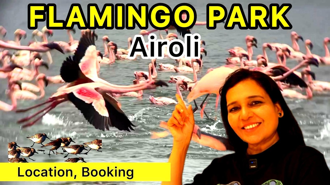 Flamingos Are Back! Airoli Boat Safari (Mumbai 2025) | Thane Creek Flamingo Sanctuary #flamingo