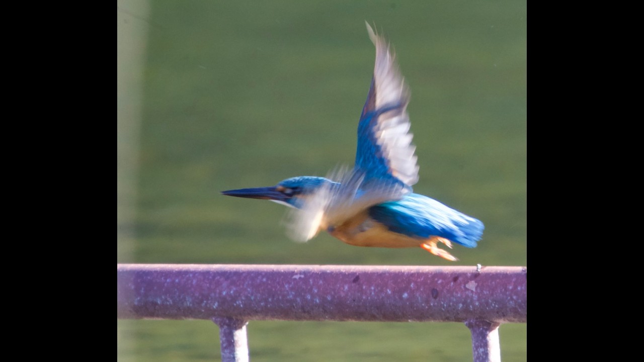 カワセミ百態＃２０