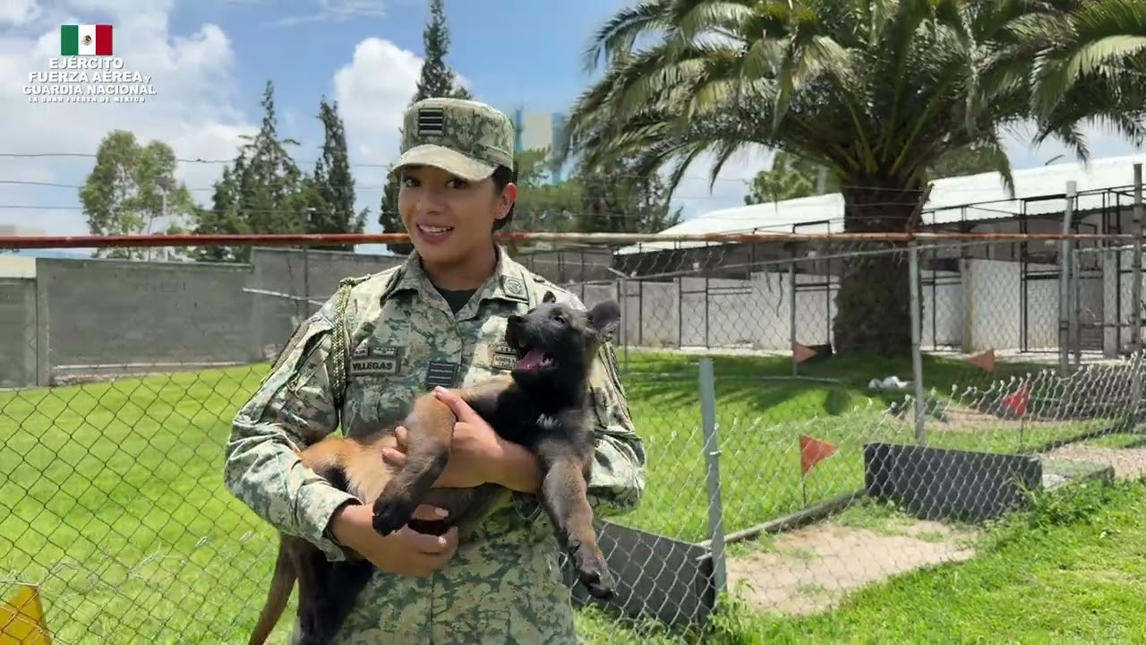 ¡Soldados Caninos!