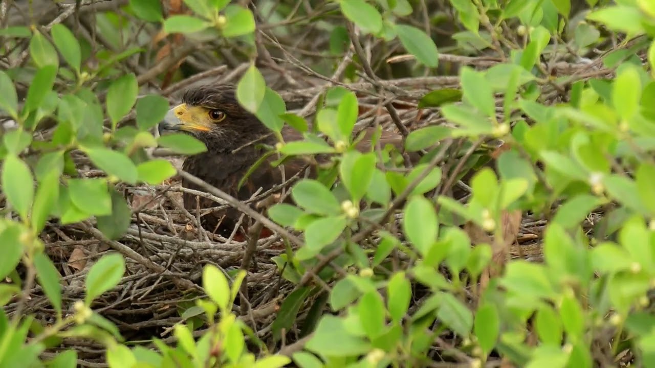 Birding Lima Tours: Harris's Hawk Nesting in Lima, Peru