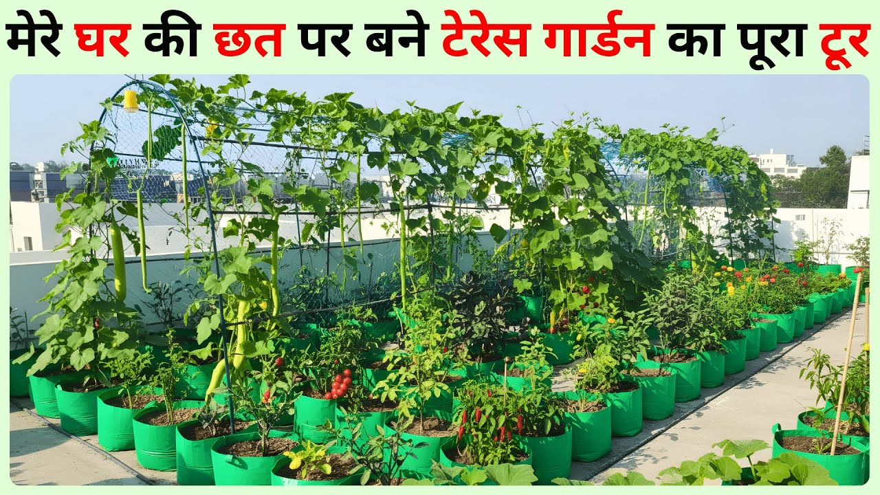 मेरे टेरेस गार्डन की पूरी सैर 🌿 A complete Tour of my Terrace Garden