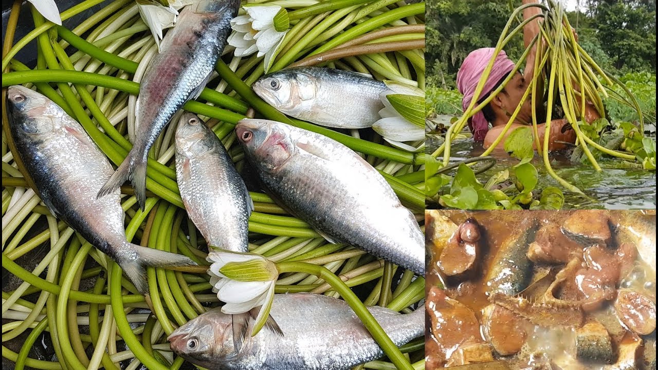 Water lilies & Hilsa/Ilish Curry Cooking / To Feed Children / Charity Food / Delicious Village Food