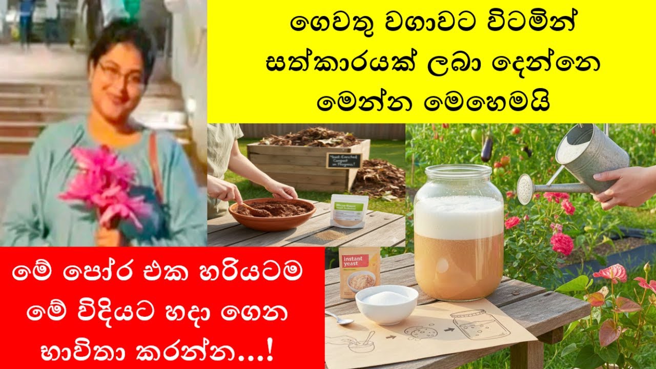 ගෙවතු වගාවට විටමින් සත්කාරයක් ලබා දෙන්නෙ මෙන්න මෙහෙමයි | Multivitamin Yeast Fertilizer