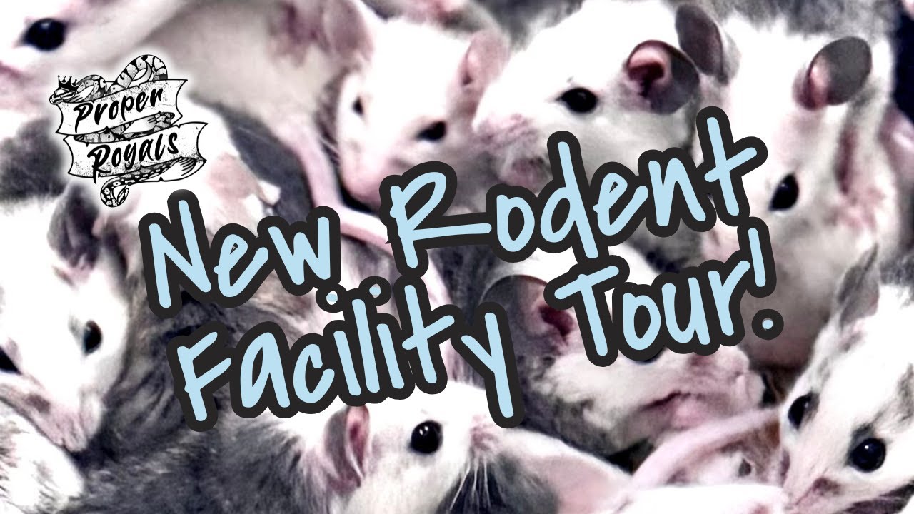 Inside My ASF Rodent Facility | Automated Water, Ventilation & Colony Setups