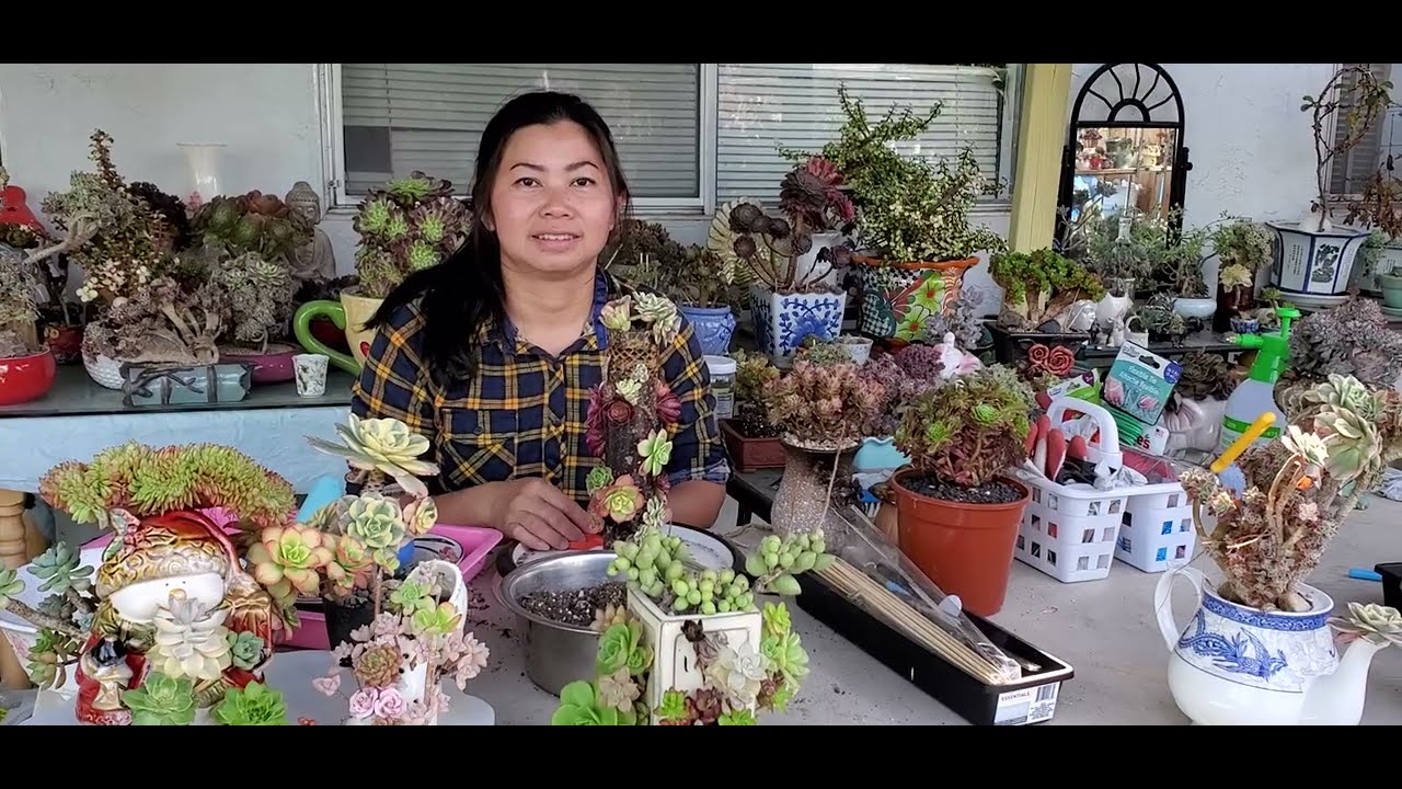 Trồng Sen đá kiểu lạ cắt cành Aeonium Pink Witch Cuttings & Potting Succulent LiênNguyen 06/26/23