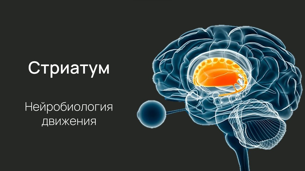 Нейробиология поведения. Лекция 3. Полосатое тело